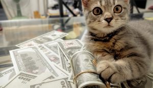 Katze mit viel Geld