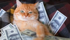 Katze mit Dollarscheinen